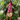 66f2b0fc4387cb55807ad12cfd0da718